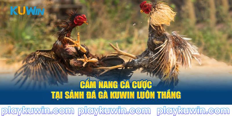 Cẩm nang cá cược tại sảnh đá gà Kuwin luôn thắng