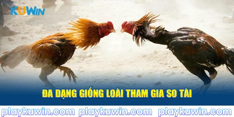 Đa dạng giống loài tham gia so tài tại đá gà kuwin