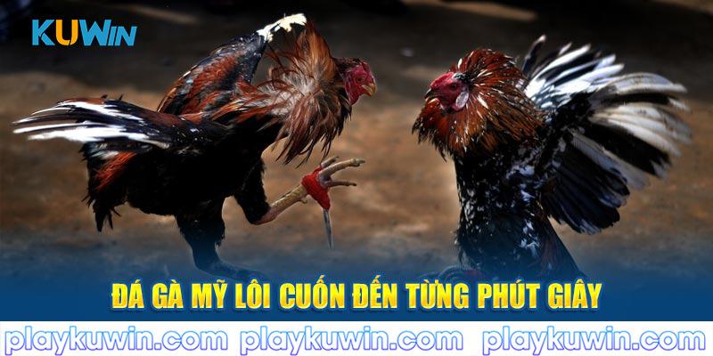 Đá gà Mỹ lôi cuốn đến từng phút giây