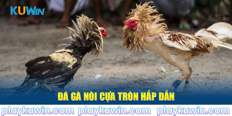 Đá gà nòi cựa tròn hấp dẫn