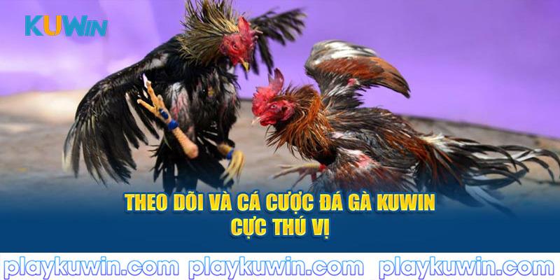 Theo dõi và cá cược đá gà Kuwin cực thú vị